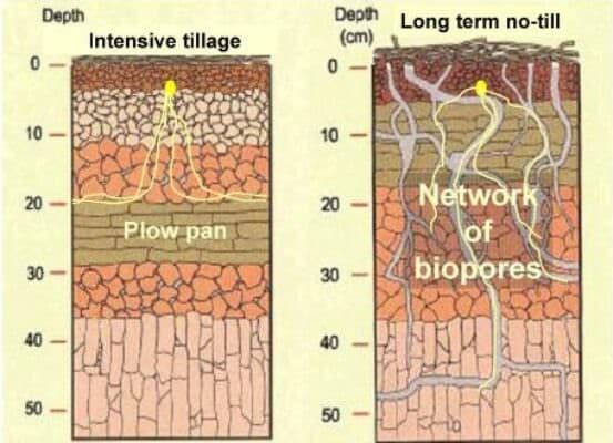Plant root penetration