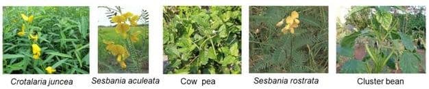 Possible cover crops