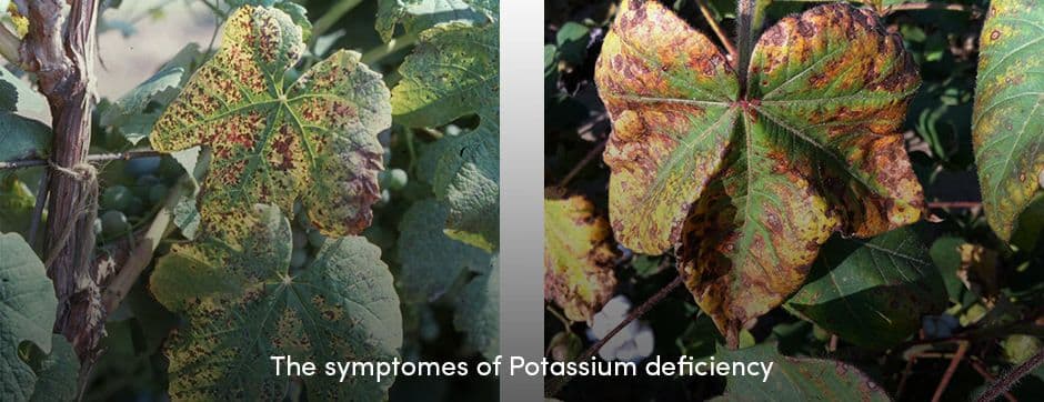 Potassium Deficiency