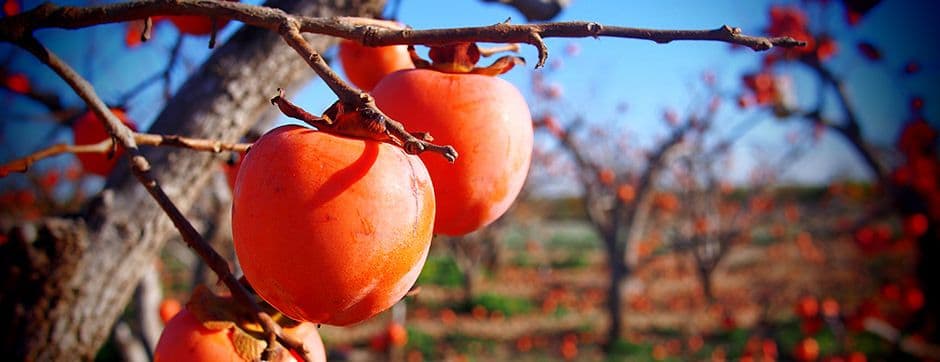 Pre-Cooling Changes the Face of Post-Harvest Management