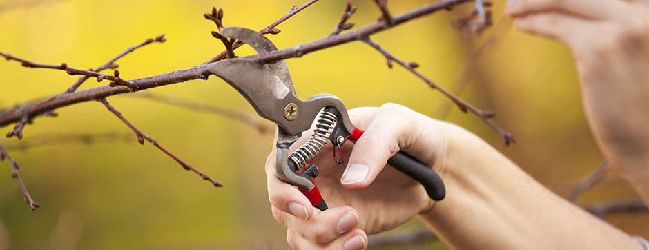 Pruning as A Strategic Practice to Boost Fruit Yield