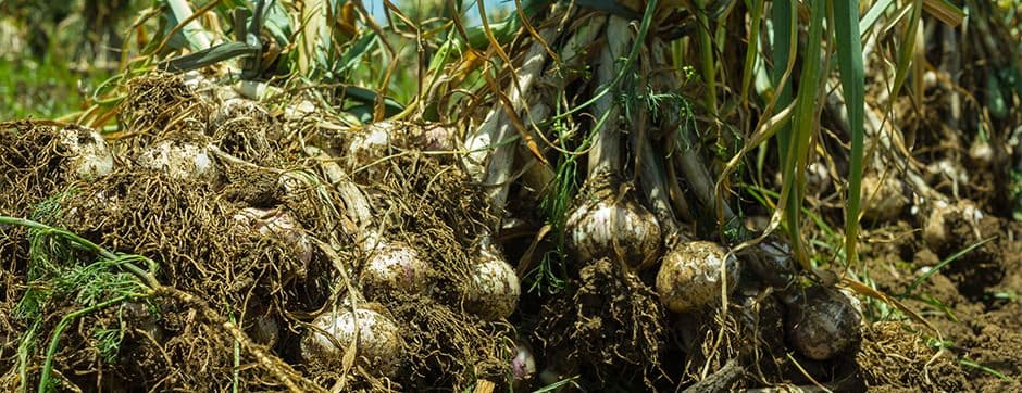 Quality Grading Prepares the Crops for the Market