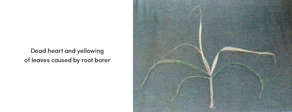Root Borer