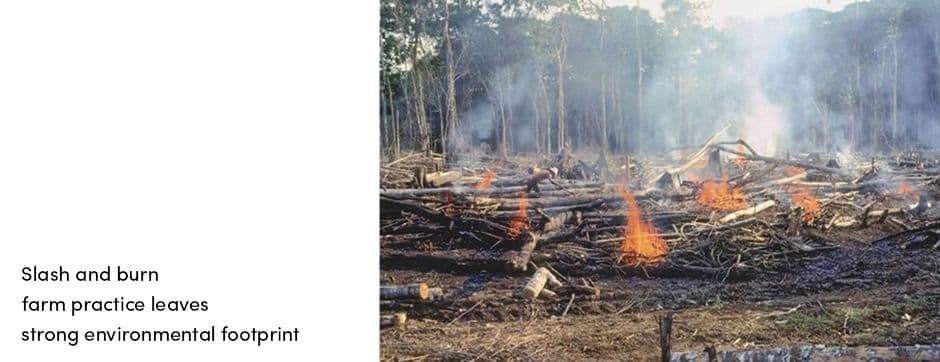 Slash and Burn Farm Practice