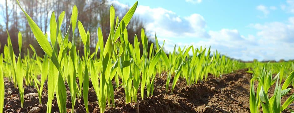 Smart Sensors for Accurate Soil Measurements