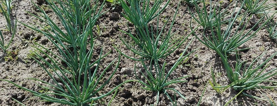 The Diversity of Machinery for Low-Density Field Crop Planting