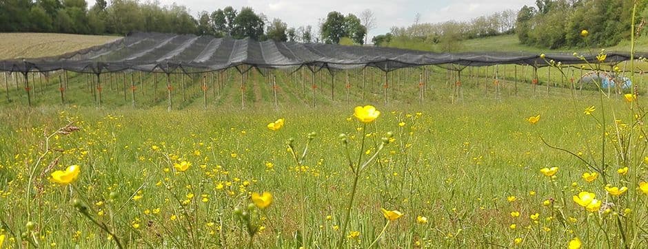 The Final Step for Higher Yields: Proper Fruit Harvest