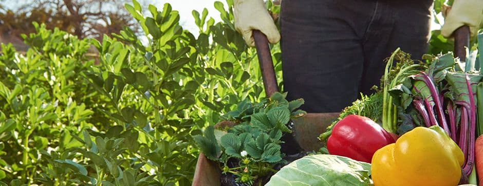 The Most Important Facts About Organic Farming