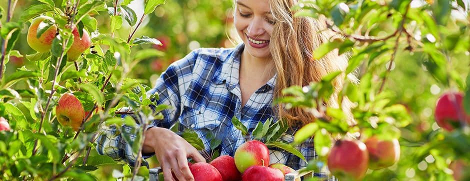 The Pursuit for Success in Global Apple Production