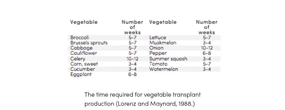Time for Vegetable Transplant