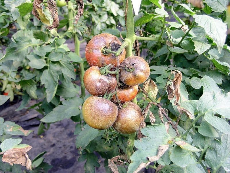 Tomato Infected with Great Famine