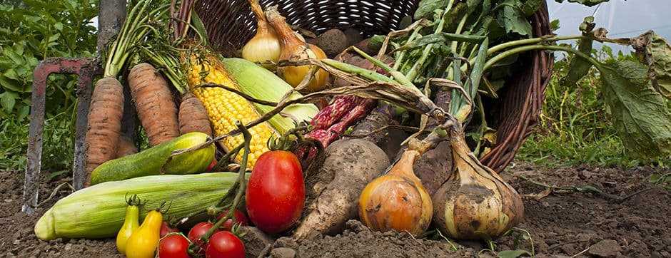 Top Five Elements for Minimizing Storage Food Losses