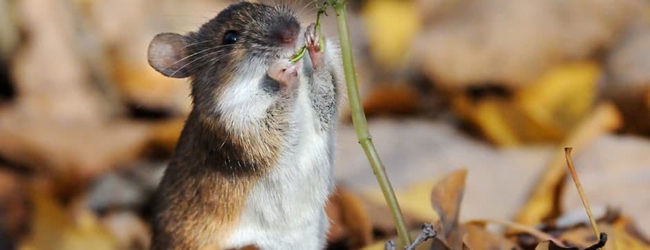 Top Five Strategies to Protect Crops from Wild Animals