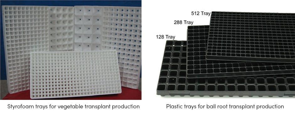 Translant Production