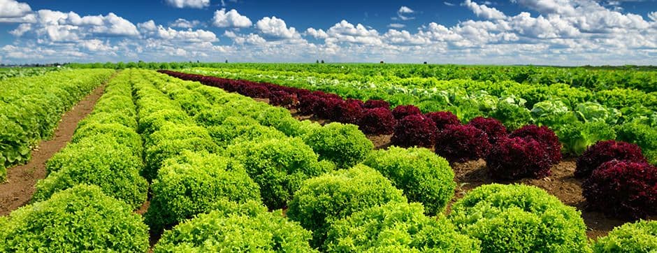 Vegetable Farming From its Beginnings