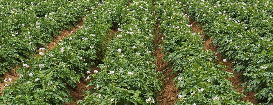 Weed Control with Precision Hoeing