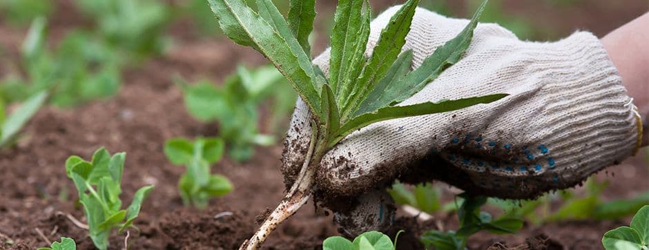 Weeds: Serious Plant Competitors