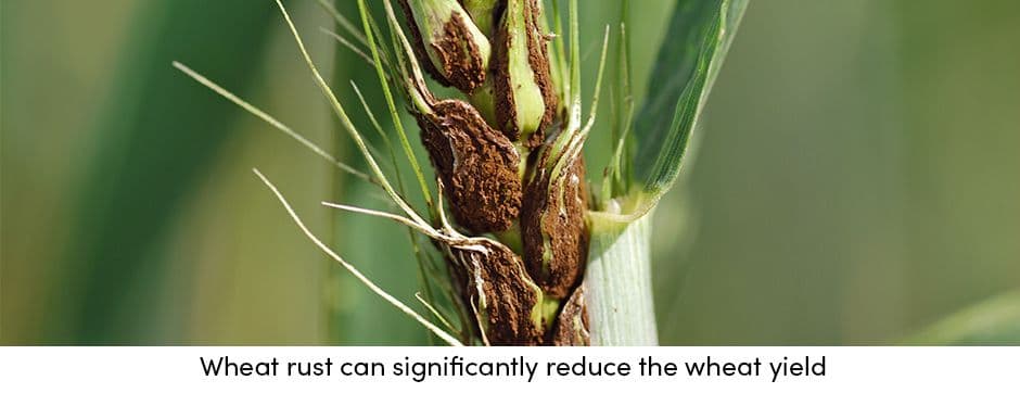 Wheat Rust