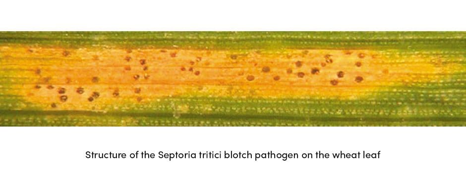 Wheat Spot SNB