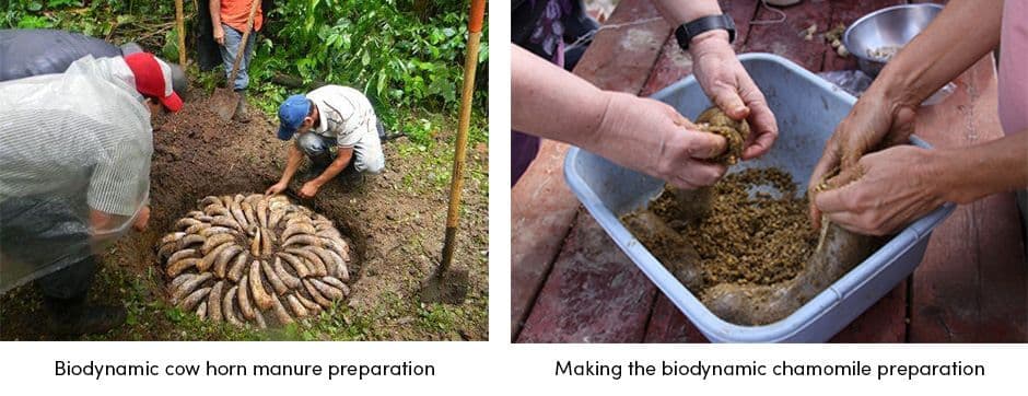 Biodynamic cow horn manure preparation