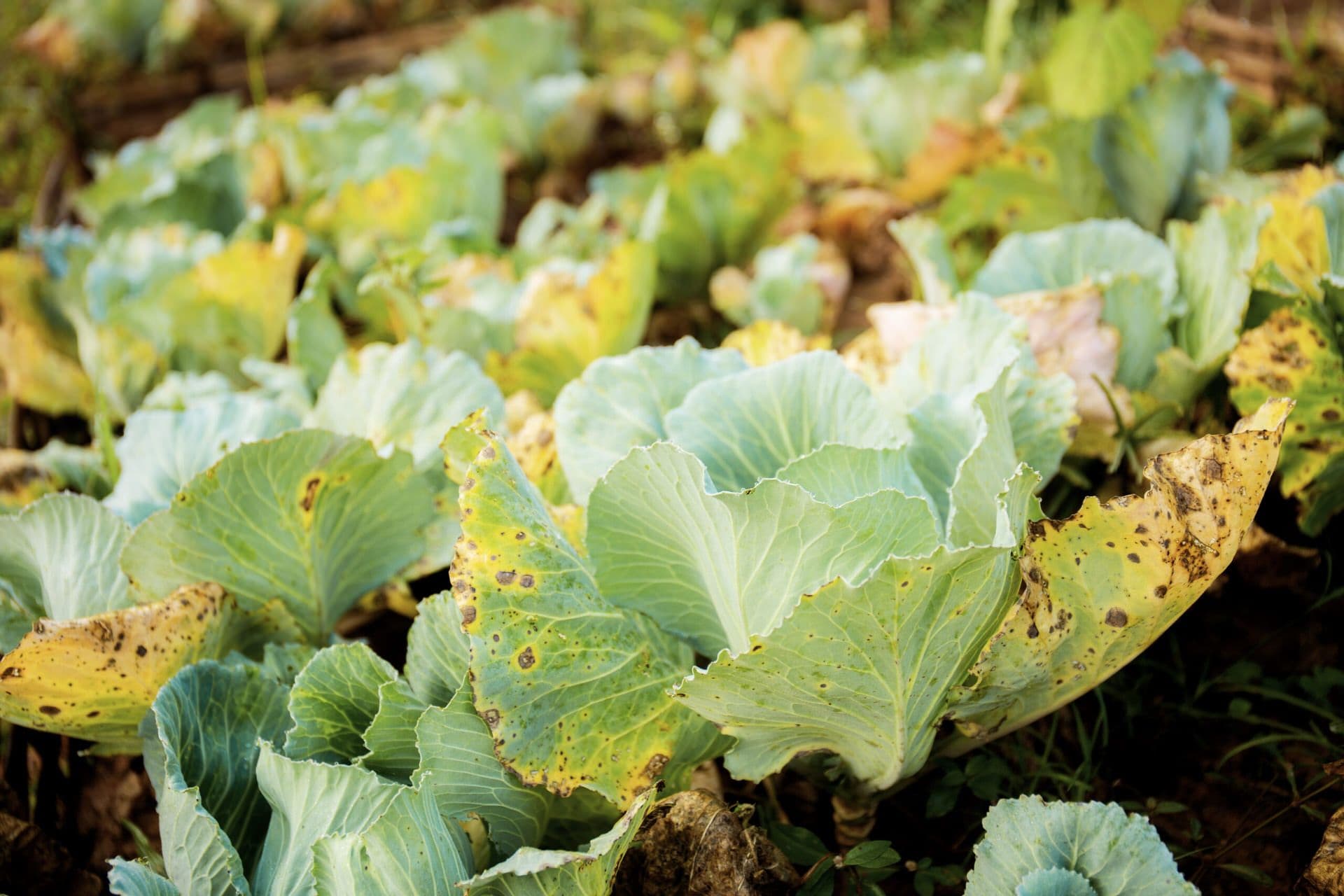 Nematode – a Silent Soil Parasite