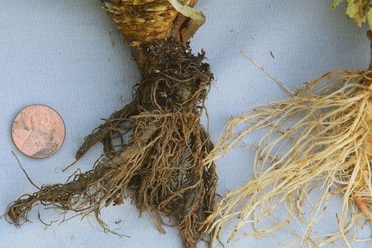 Lettuce roots infeceted with pythium