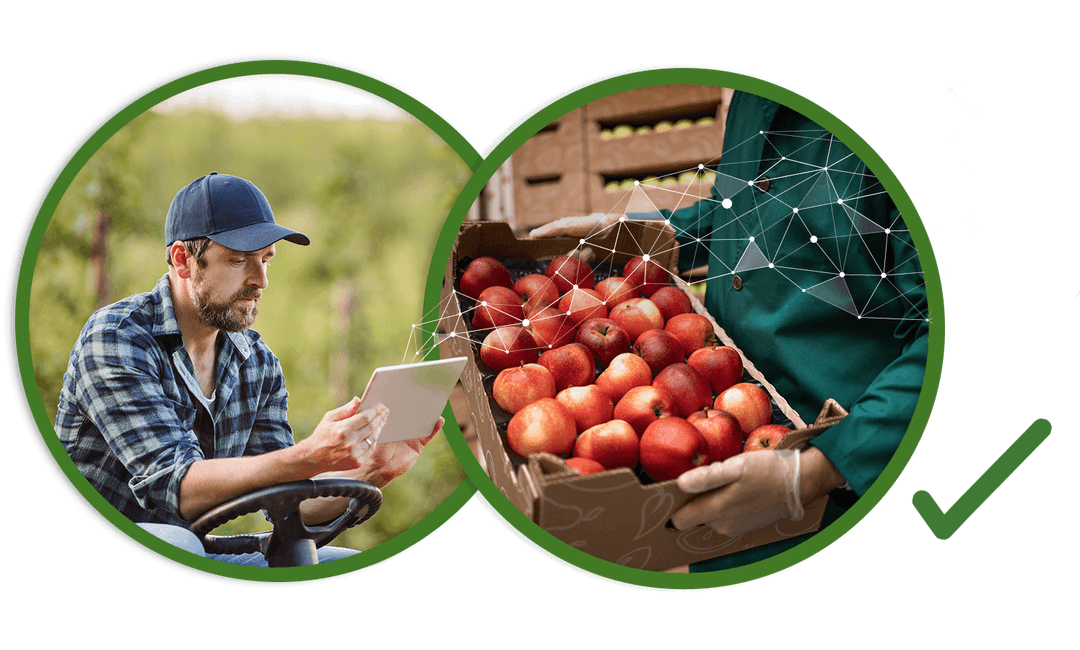 Grower reviewing farm data on a tablet, and harvested apples ready for the supply chain