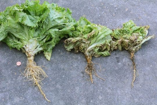 Pythium disease 2