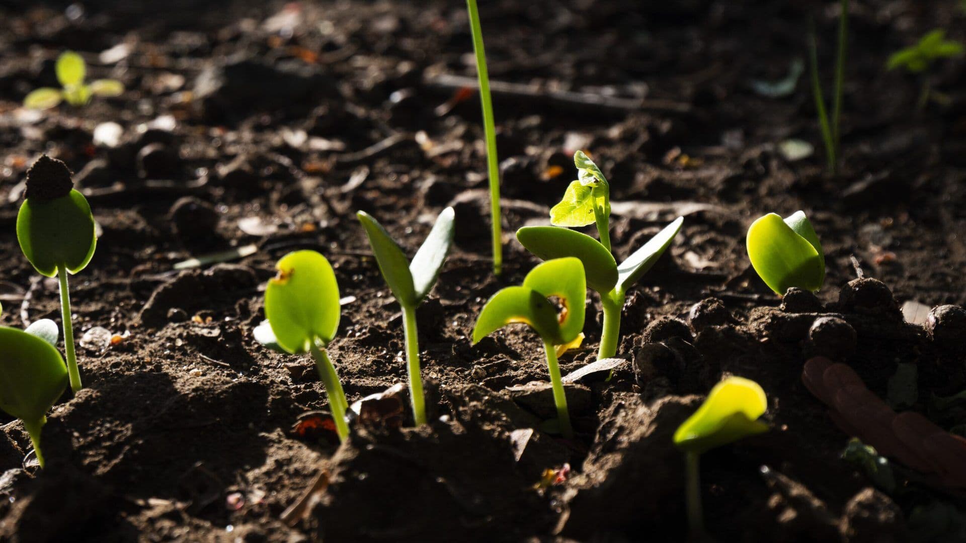 No-till Farming Management – Planting Without Plowing