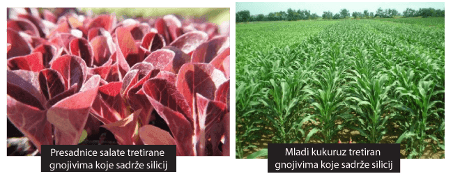 silicij