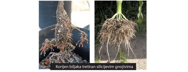 silicij korijen