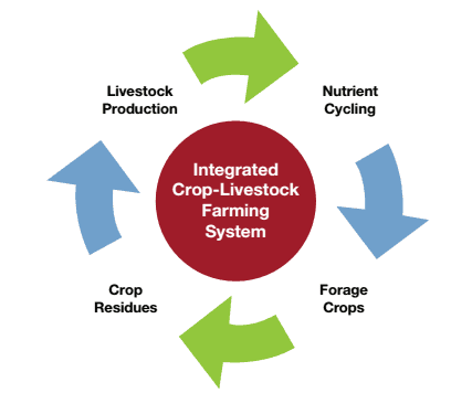 Integrated Crop-livestock Farming System Cycle
