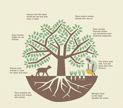 agrivi tree