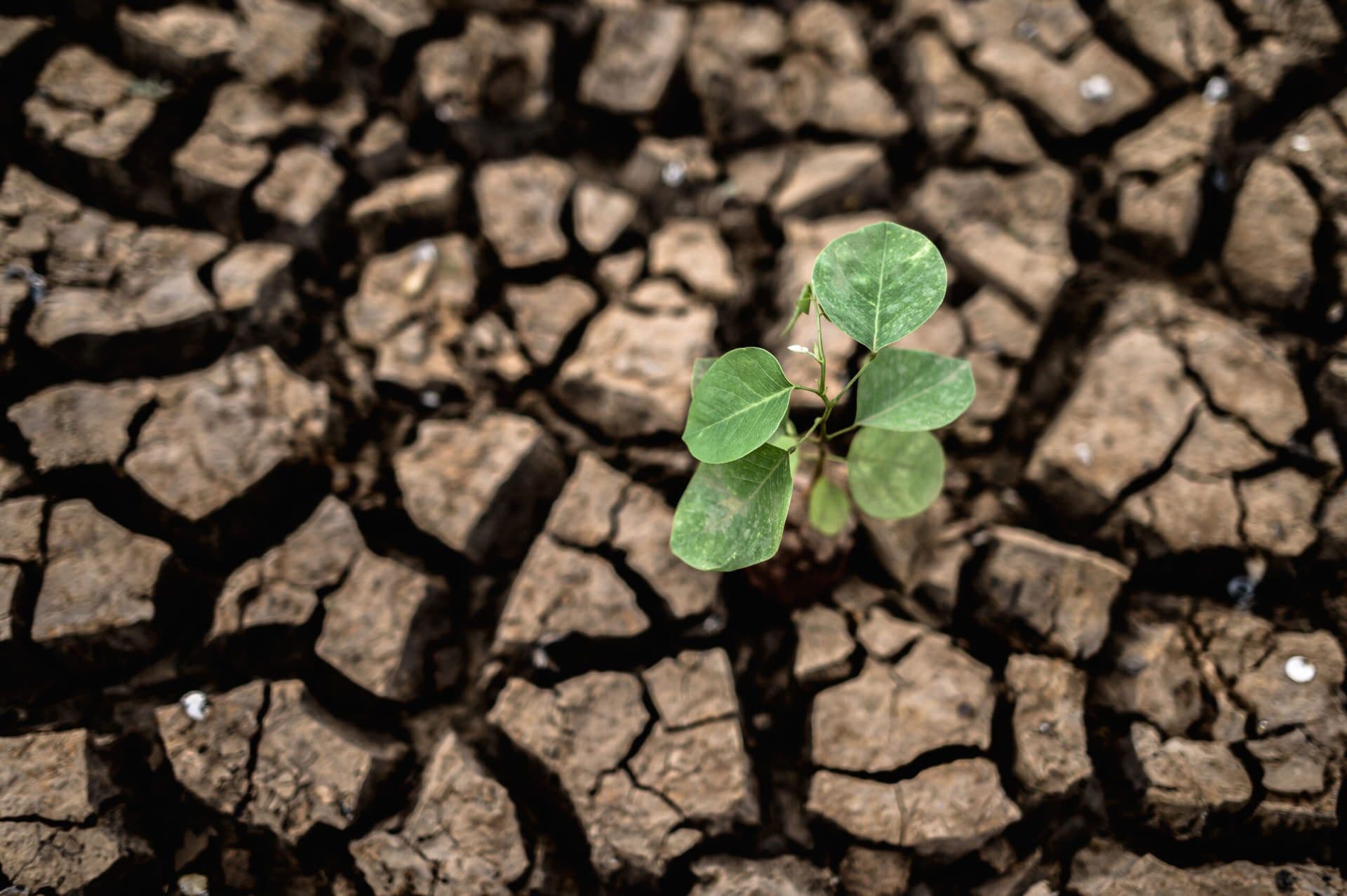 Sustainable Agriculture by 2030 – Impact on Climate
