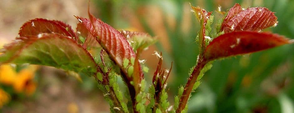 Protect Your Crops on Time with AGRIVI Pest Alarms