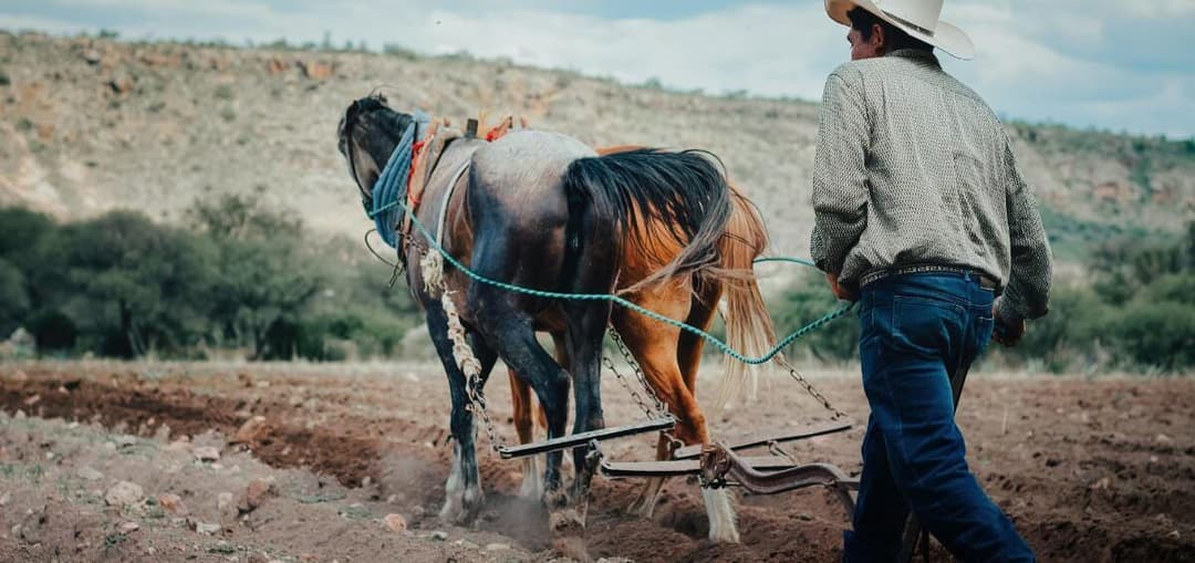 Farmer working with horses at his farm