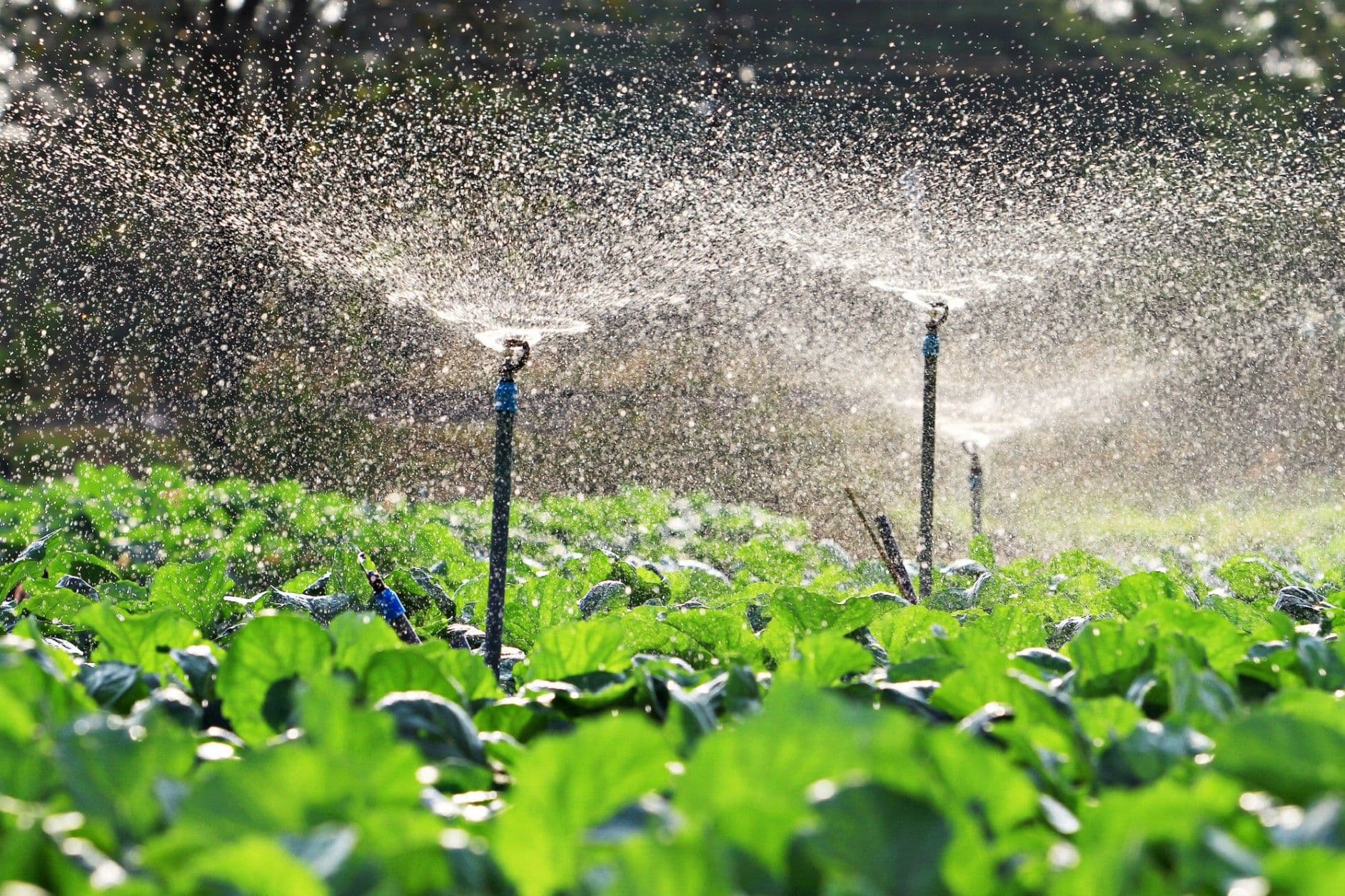 Sprinkler Irrigation: Why Successful Farmers Use It