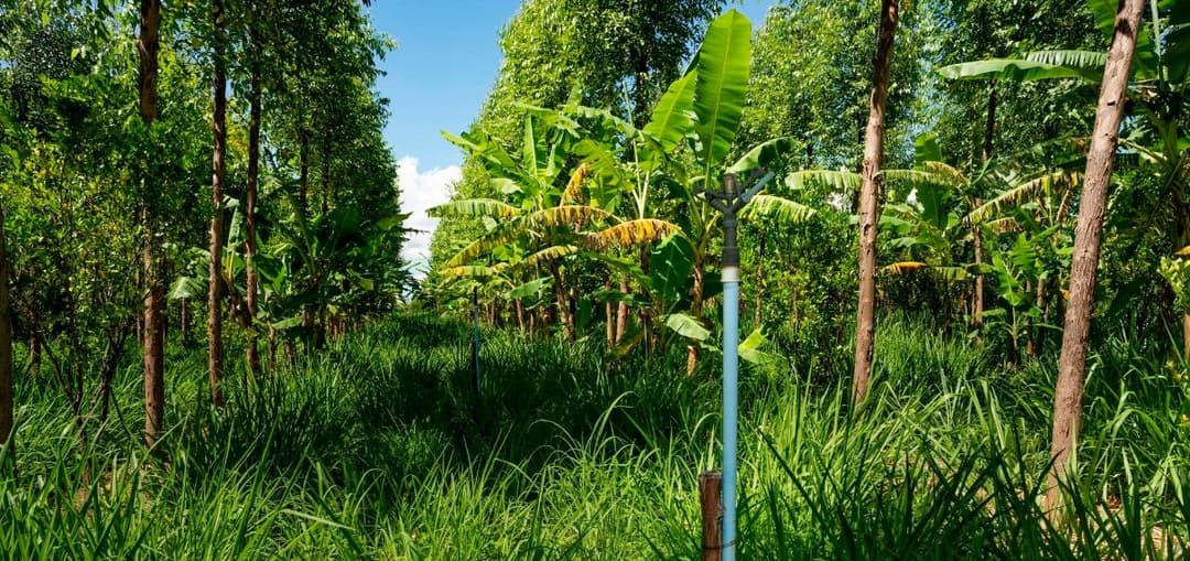 Shared forest system, agroforestry, in the view part of the irrigation system.