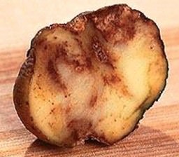 Potato Infected with Late Blight