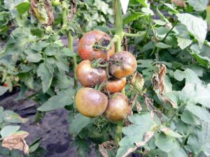 Tomato Infected with Great Famine