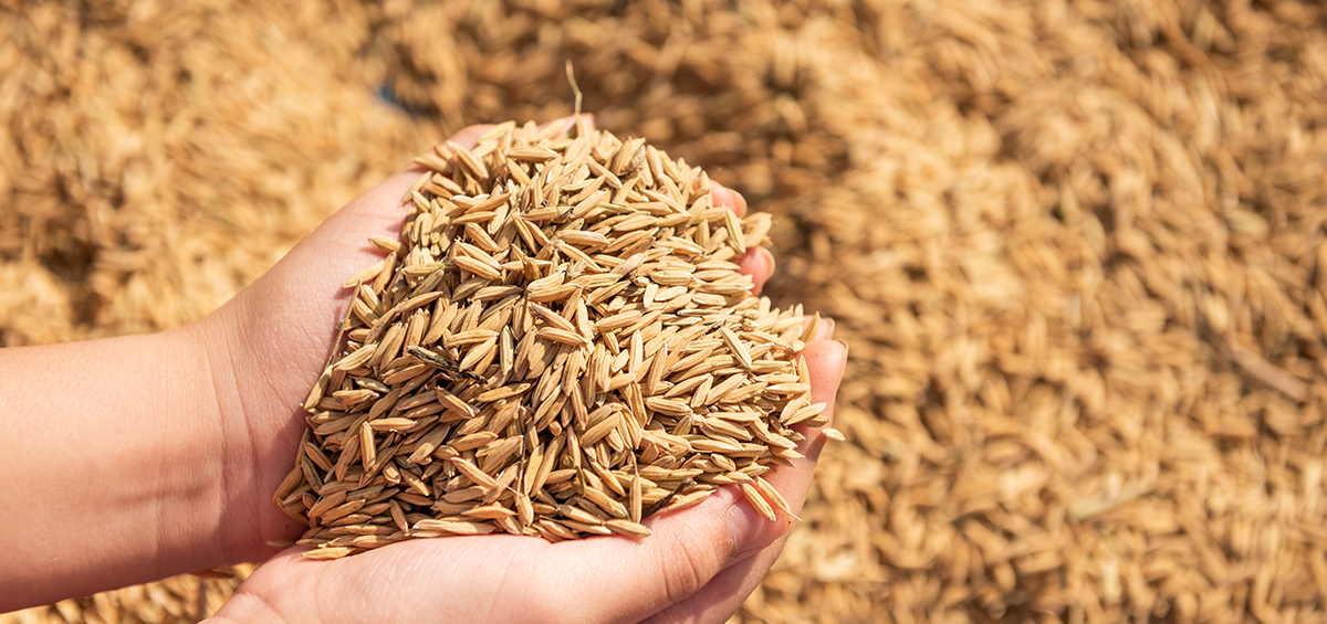 grain in hands over a pile in background