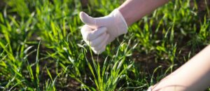 Farmer agronomist checking crops quality in the field