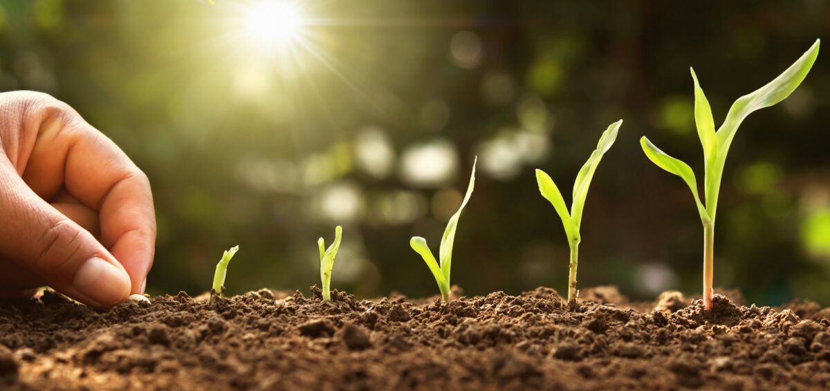 Hand planting corn seed of marrow in the vegetable garden with sunshine