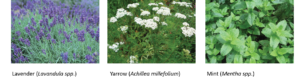 1-Early mid summer-flowering plants