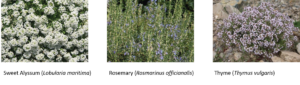 Spring-flowering beneficial attracting plants