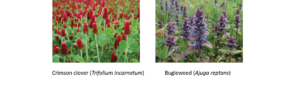 2-Spring-flowering beneficial attracting plants