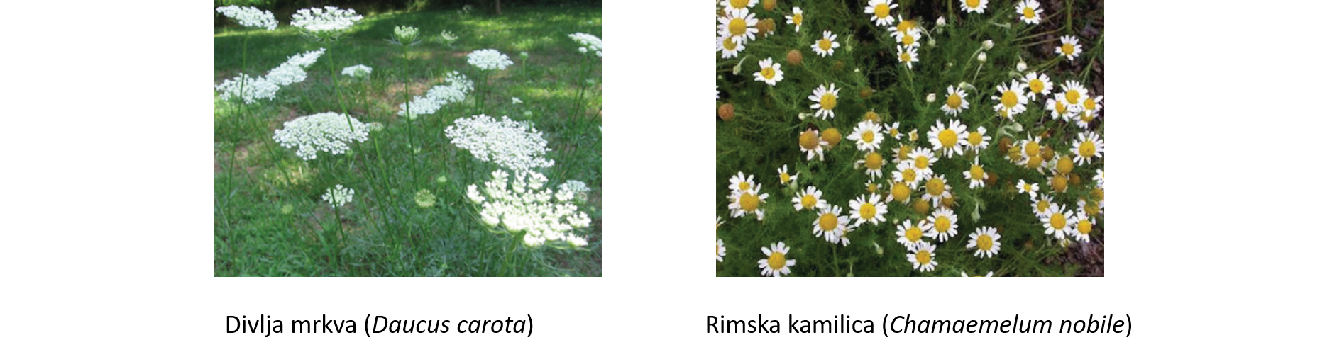 2-rano ljeto