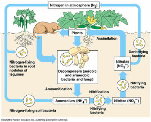 Microbes Eat, Thus We Eat