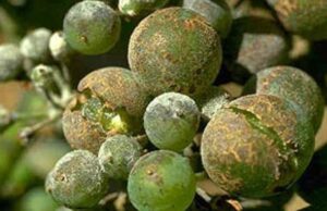 Botrytis Free Vineyard
