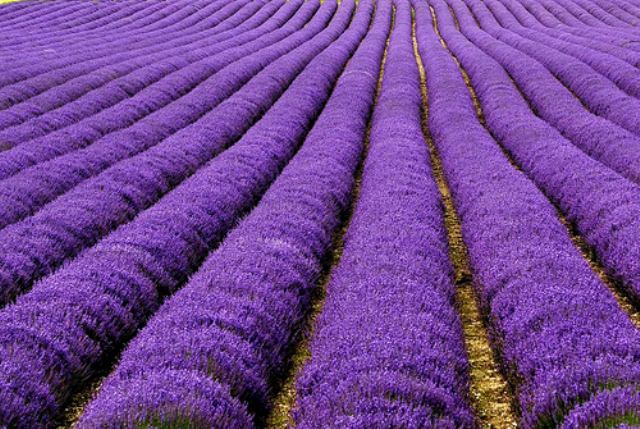 lavanda